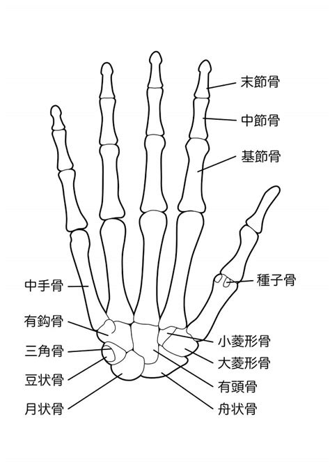 手 骨|手関節の解剖と運動：基本情報のまとめ 